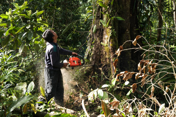 Best Tree and Shrub Care  in Franklin, OH