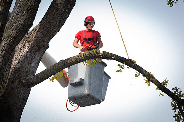 Best Commercial Tree Services  in Franklin, OH