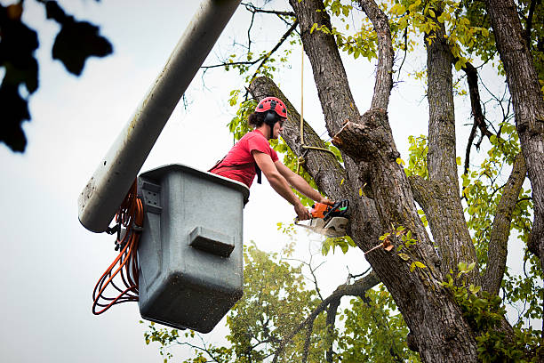 Best Tree Disease Treatment  in Franklin, OH